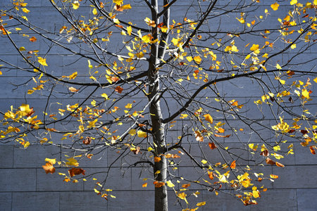 Tree in autumn time in the city