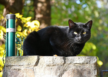 Black cat on the fenceの写真素材