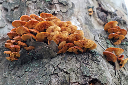 Mosrooms on the tree trunkの写真素材