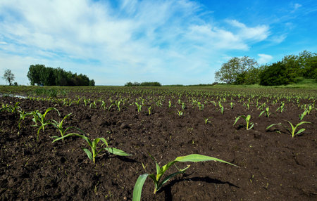 Corn field in spring time