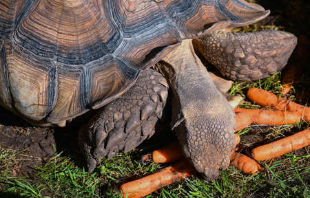 Spurred turtle outdoor in summer timeの写真素材