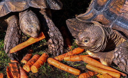 Spurred turtle outdoor in summer timeの写真素材