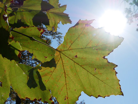 Green leaves against sunbeam autumn time