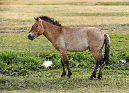 Przewalski horse in Hortobagy Hungary