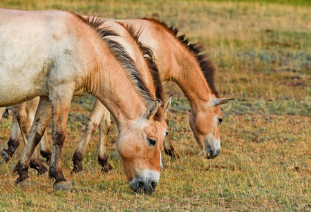 Przewalski horse in Hortobagy Hungary