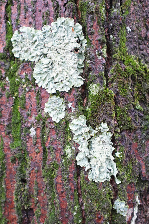 Fungus on the tree trunk winter time