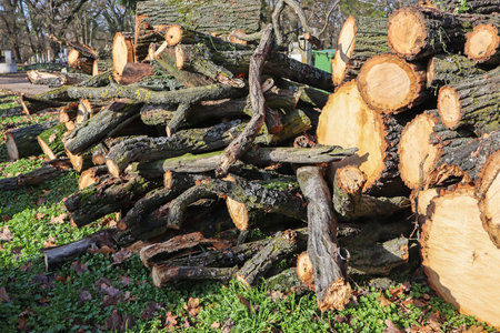 Cut out tree trunks in winter time