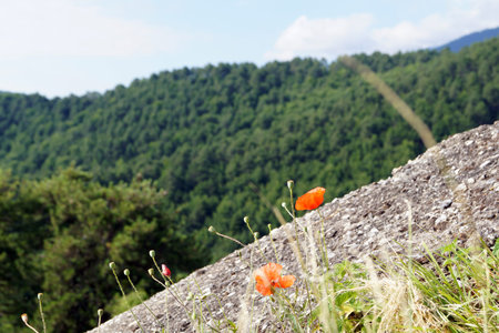 Poppy flower in mountains macro forest and sky