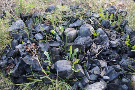 Campfire embers and grass grows  throu ashesの写真素材