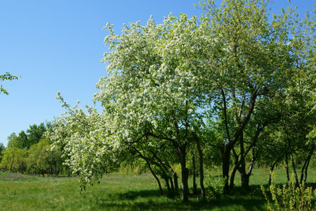 Pack of blooming apples in park in spring
