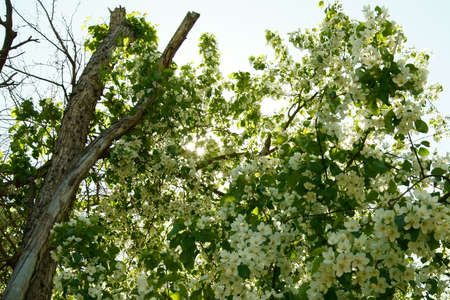 sun shines through apple flowers and dead brunchの写真素材