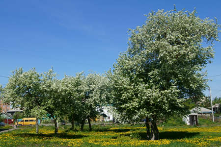 Large, lush blooming apple trees in a spring meadow with numerous yellow dandelions against blue skyの写真素材