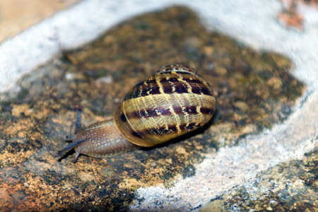 Brown garden snail clinging on a brick wall.の写真素材
