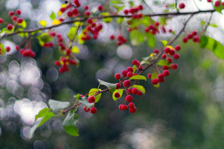 Red ripe apples on green branch: autmn in the city. Malus baccata var. sibirica.の写真素材