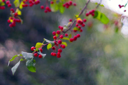 Red ripe apples on green branch: autmn in the city. Malus baccata var. sibirica.の写真素材