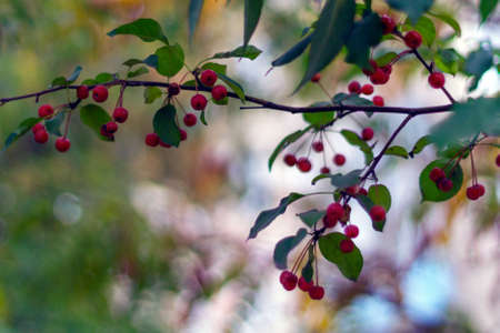 Red ripe apples on green branch: autmn in the city. Malus baccata var. sibirica.の写真素材
