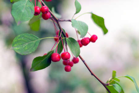 Red ripe apples on green branch: autmn in the city. Malus baccata var. sibirica.の写真素材