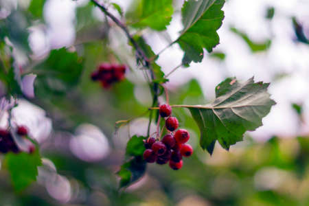 Brunch with red fruit of hawthorn. Crataegus sanguinea.の写真素材