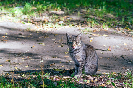 Gray street cat on ground path sitting and licking.の写真素材