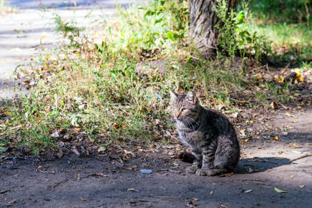 A gray street cat on ground path.の写真素材