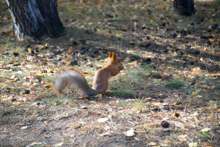 Red Squirrel in the forest eating a hazelnut.の写真素材