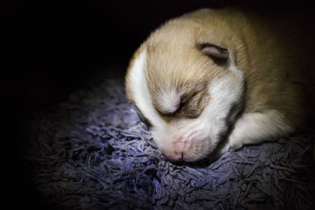 Husky puppy on a black backgroundの写真素材