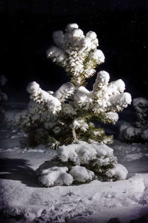 Christmas tree in the snowの写真素材