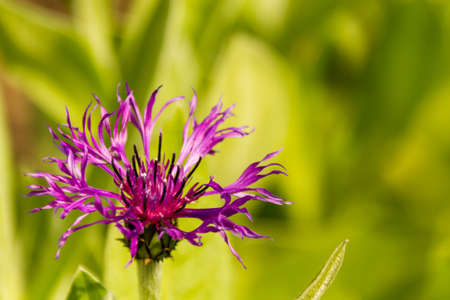 Seasonal garden  flowering plants in full bloom の写真素材