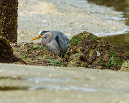 Great Blue Heron stalking and eating eels in eelbedの写真素材