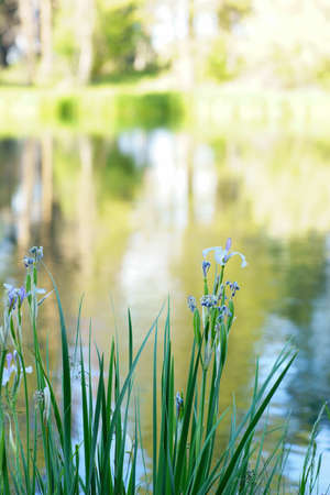 Wild iris flowers grow along rivers edge at a sloughの写真素材