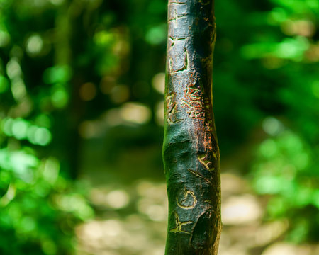 Tree Trunk Damanged and Scarred By Carved Initialsの写真素材
