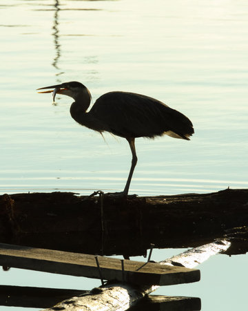 Great Blue Heron Stands On Log And Looks Out For Preyの写真素材