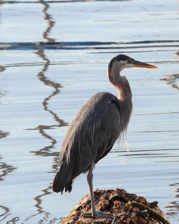 Great Blue Heron Stands On Log And Looks Out For Preyの写真素材