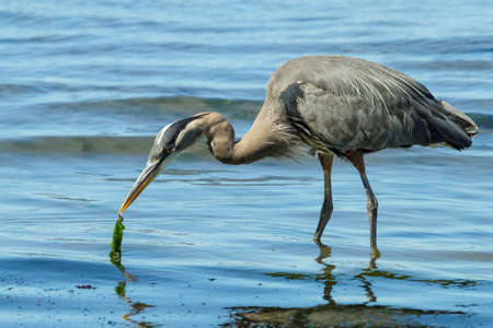 Image sequence of Great Blue Heron in flight in search of food の写真素材