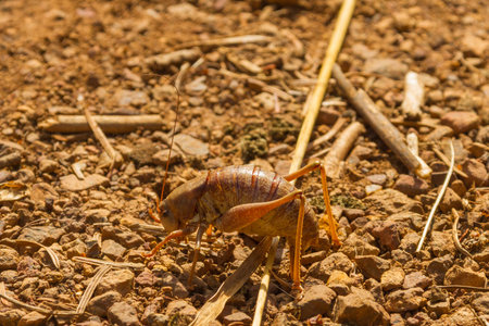 Large Camel cricket at rest