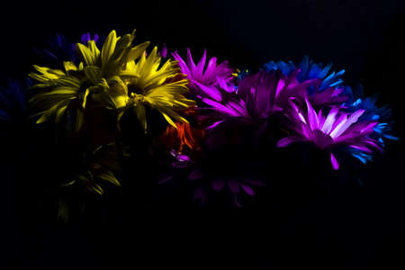 Color Dyed Daisy Flowers On Wood Backgroundの写真素材