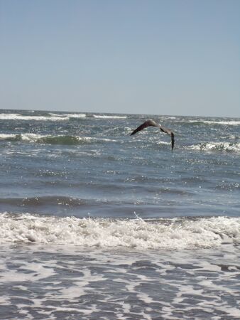  bird diving into oceanの写真素材