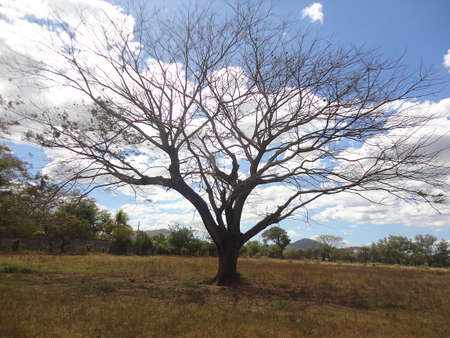  Big dry tree                              の写真素材