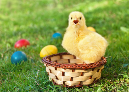 Little chicken in the basket with Easter eggsの写真素材