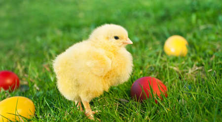 Little chicken with Easter eggs on the green grassの写真素材