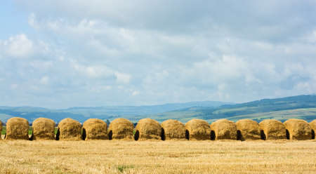 Straw stacks are in line on the field after harvestingの写真素材