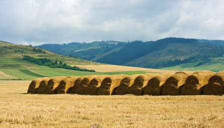 Straw stacks are in line on the field after harvestingの写真素材