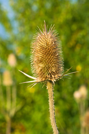 Thistle (cirsium vulgare)