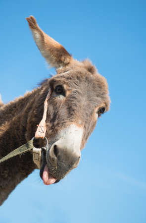 Amusing donkey puts out a tongue  の写真素材