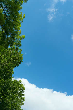 leaves against blue sky and cloudsの写真素材