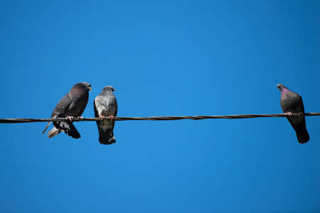 doves on a wireの写真素材