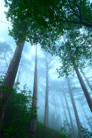 Mystical deep fog in a forest .の写真素材