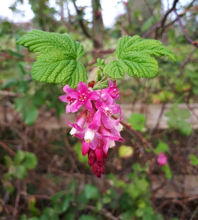 Pink Flowering Currantの写真素材