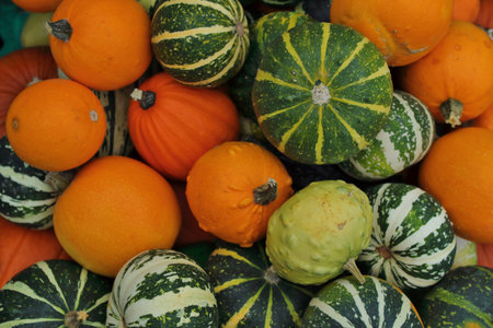 Seasonal Pumpkin and Squash Collage