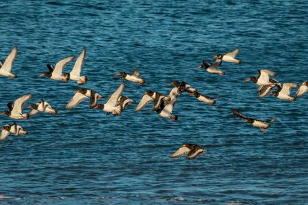 Flock of Oystercatchers Flying Over the Seaの写真素材